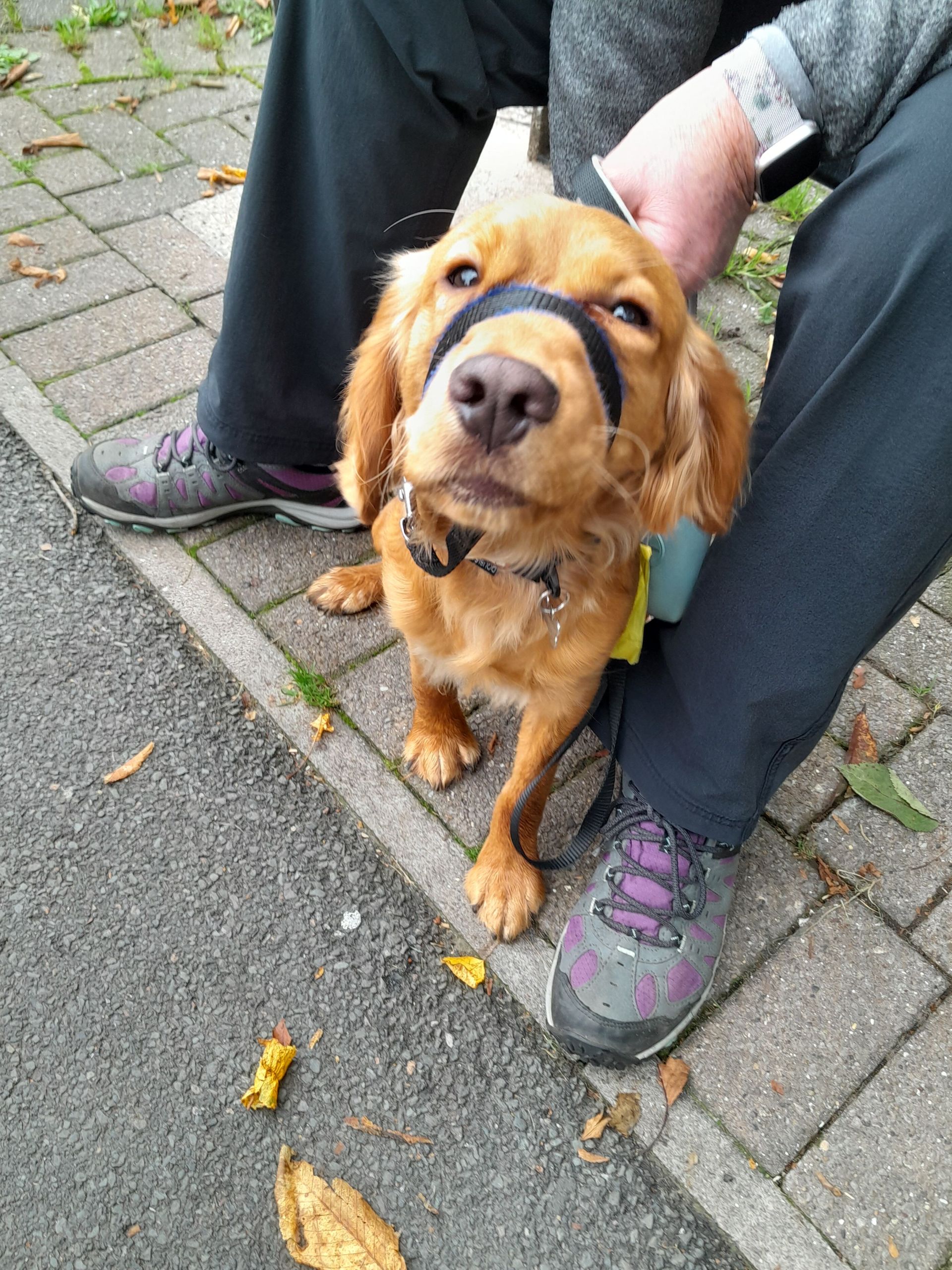 Dog looking at the camera